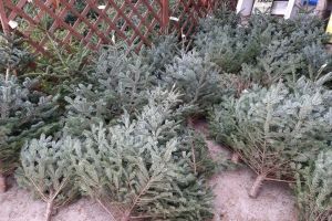 Au apărut pomii de Crăciun. Cât costă cei tăiaţi şi cei la ghiveci (FOTO)