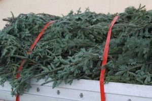 Maşină burduşită cu cetină de brad la Sărata – Sibianul a rămas fără marfă şi a primit avertisment