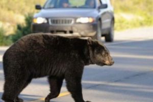 Petiţia despre urşii din Mureş, discutată în Parlamentul European