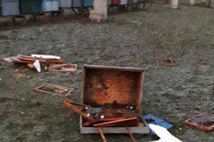 FOTO: Prisacă dintr-o comună mureşeană vizitată de urs!