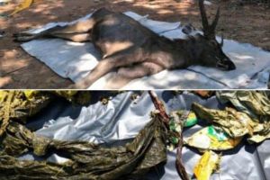 Gunoaiele, armă letală pentru animale: 7 kg de deşeuri descoperite în stomacul unui CERB mort. Ce s-a găsit în pântecul animalului