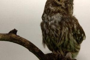 Pasărea anului 2019 este… CUCUVEAUA! A fost adusă la Muzeul Judeţean Argeş