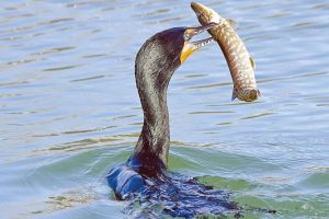 Proiect adoptat de Senat ce va permite vânarea cormoranilor mari