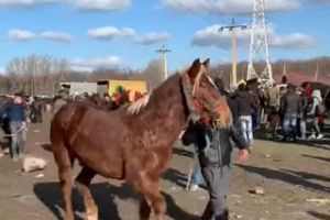 VIDEO Animale bătute cu bestialitate, la un târg din Prejmer!