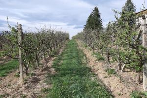 Livadă ecologică la Dumitra şi o fabrică de procesare pentru obţinerea sucului natural din fructe