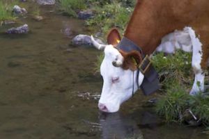 Un fermier din judeţul Alba, somat să plătească „taxa de adăpat” pentru apa de izvor