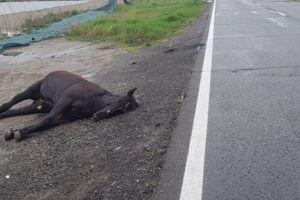 Cal accidentat mortal pe strada Hărmanului