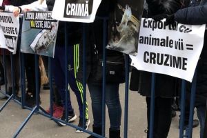 A fost protest la Ministerul Agriculturii! Iubitorii de animale au scandat pentru oile din portul Midia (galerie foto)