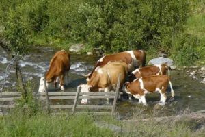 Cum EXPLICA Sistemul de Gospodărire a Apelor Alba somaţia primită de un fermier din judeţul Alba cu privire la plata pentru „taxa de adăpat”