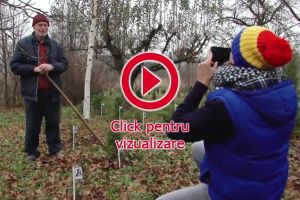 Un octogenar a plantat şi îngrijit peste o sută de tuia, fiecare dedicat unei ...