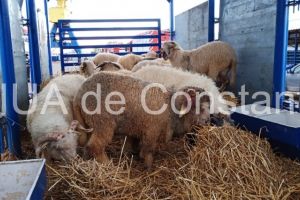 O noua sedinta a CJSU. Lesurile oilor de pe nava Queen Hind, incinerate la Tulcea