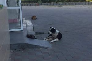 Copil muşcat pe stradă de un câine maidanez, la Titu