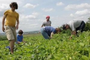 Selecţie în domeniul agricol