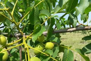 Șapte nuci au dispărut într-un singur an cu acordul autorităţilor