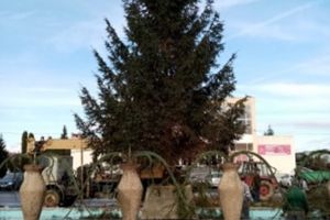 Bradul din centrul oraşului Victoria, înlocuit la cererea localnicilor (Foto)