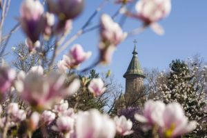 Timişoara, unul dintre cele două oraşe din România în TOP 500 Oraşe Inovatoare 2019