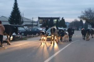 O cireadă de vaci se balegă în drum şi blochează traficul în Piteşti