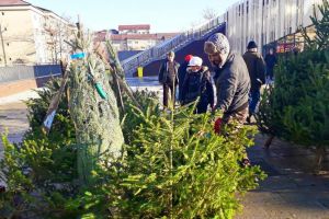 ADP Oradea scoate la licitaţie locurile pentru comercializarea brazilor de Crăciun