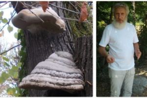 Un naturalist explică „apariţiile” misterioase dintr-un cimitir din Piteşti