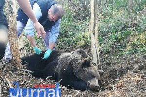 ACUM: Mobilizare de forţe la Negrileşti, unde un urs a fost prins în laţ