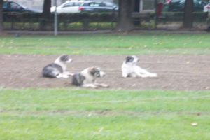 Domnule primar, să nu ieşiţi seara! O haită de câini bântuie în centru