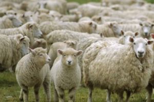 A OMORÂT 15 oi după ce a intrat intenţionat cu maşina în ele: Ce motive a avut bărbatul din Alba şi ce pedeapsă a primit