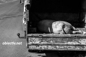 Ialomiţa: Restricţii în 41 de localităţi la transportul de porci şi carne de porc, în preajma sărbătorilor de iarnă…