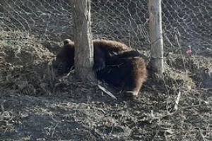 Ursul prins în laţ la Negrileşti a plecat în pădure după ce a fost eliberat