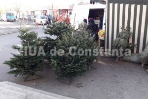 Cat costa un brad de Craciun la Constanta. Cum se poate ingriji un brad in ghiveci (galerie foto)