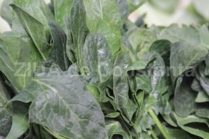 Deficitul de fier. Spanacul, alimentul care ne ajuta in cazul anemiei