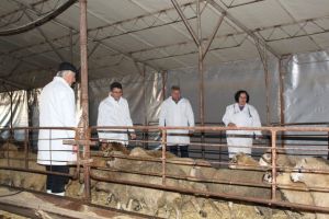 Starea de sanatate a oilor salvate de pe nava rasturnata in Portul Midia, verificata de presedintele ANSVSA