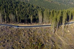 România pierde în fiecare oră peste 3 hectare de pădure! Afacerile cu lemn ajung la un nivel record