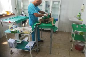 Bacău: Campanii de sterilizare gratuita în cartierele de case