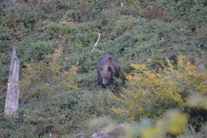 Ursul a scăpat deocamdată de includerea în categoria speciilor care pot fi vânate