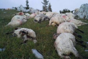 Masacru într-o gospodărie din Voşlobeni. O ursoaică a ucis 11 oi