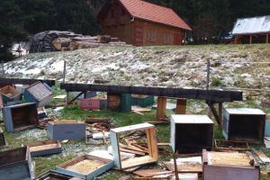 UDMR: La intervenţia noastră vor fi plătite pagubele provocate de urşi 