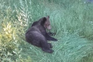 VIDEO Ursul lovit de tren a fost eutanasiat