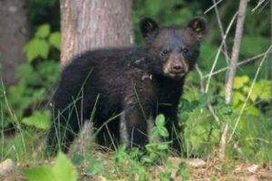 Pui de urs lovit de tren