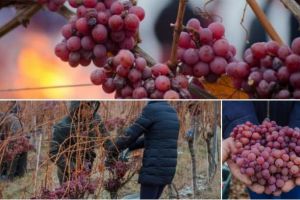 FOTO. Strugurii îngheţaţi, culeşi pe ger, la ultima recoltă din zona Văii Târnavelor. Cum se obţine vinul de gheaţă