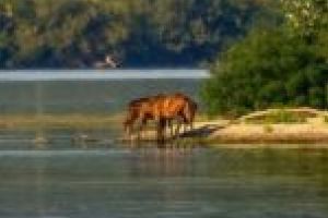 „Domnul Torma şi câţiva primari au făcut presiuni asupra noastră cu persoane din Guvern, Parlament, în legătură cu Insula Ostrov”