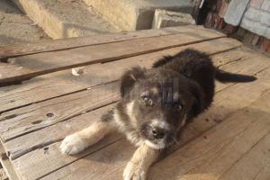 Proiect de reducere a risipei alimentare în Rădăuţi, demarat de Asociaţia ”Rădăuţiul ...