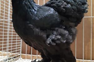 Un sucevean a obţinut titlul european cu un superb exemplar de găină Brahma