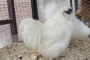 Găini de mătase, porumbei de Damasc şi alte înaripate de rasă la Piteşti!