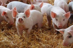 Autorităţile sibiene în alertă după ce s-a găsit pesta africană la un porc din Săcel