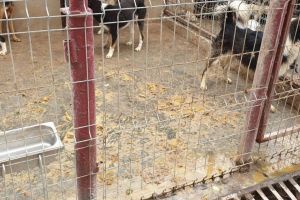 USR, plangere penala la Parchet dupa ce au descoperit nereguli la Adapostul pentru caini din Constanta (galerie foto) 