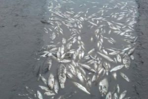 CINE MINTE?! Pescarii acuză Apele Române: ”Nu era vorba despre golirea Mureşului!”