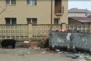 VIDEO ȘTIREA TA: Porcii care patrulează pe străzile din Alba Iulia nu sunt ”loviţi” de pesta porcină. Nimeni şi nimic nu îi poate opri!