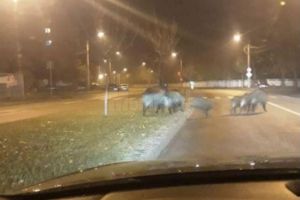 O turmă de mistreţi a umblat azi-noapte pe străzile Sucevei