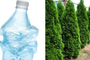 Proiect ecologic inedit: Vii cu 10 pet-uri turtite şi primeşti drept răsplată un copăcel tuia în ghiveci