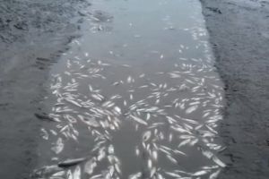 VIDEO: AJVPS Mureş prezintă ”Dezastrul de pe râul Mureş”